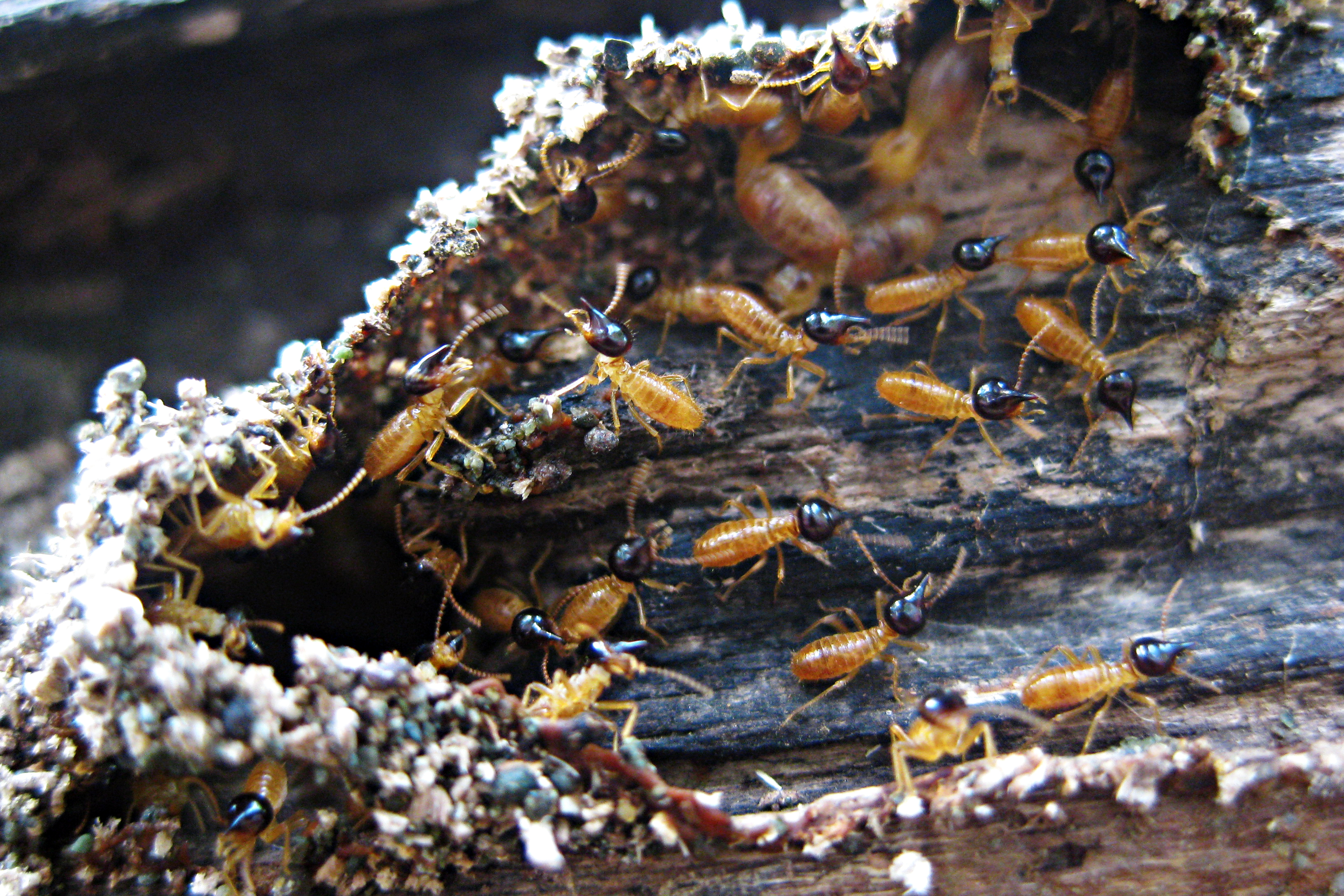 How to Check for Termites in Your Home