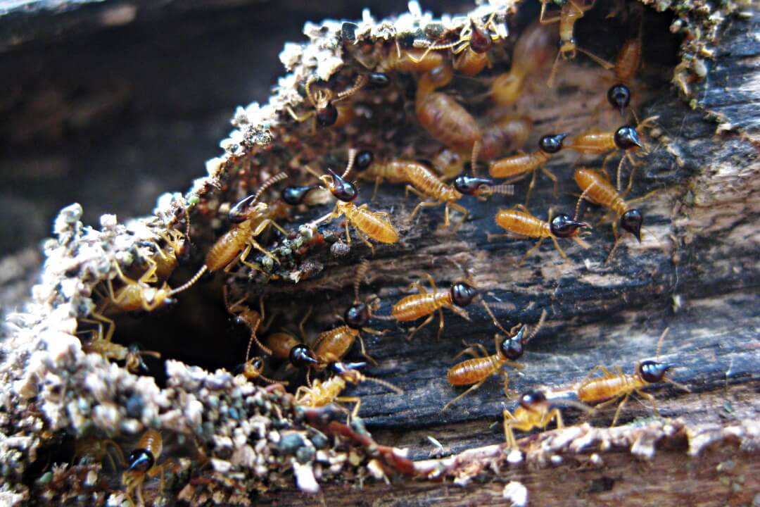 Termites in your home
