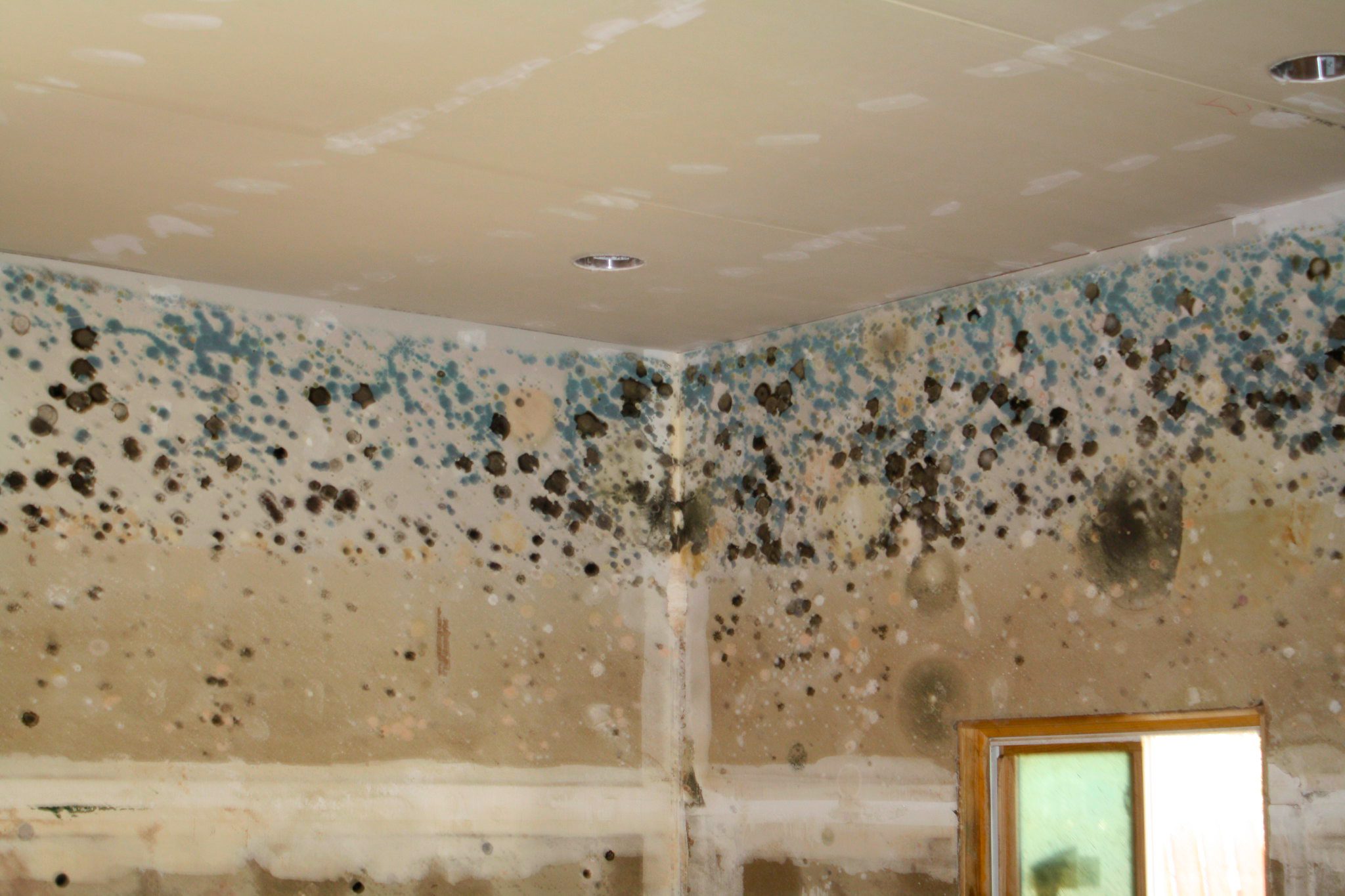 What is a Black Mold and Why is it Dangerous